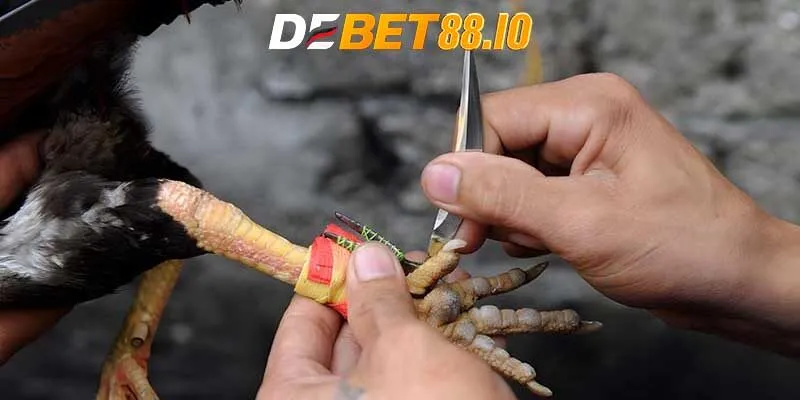 Đá gà cựa dao có bao nhiêu hình thức